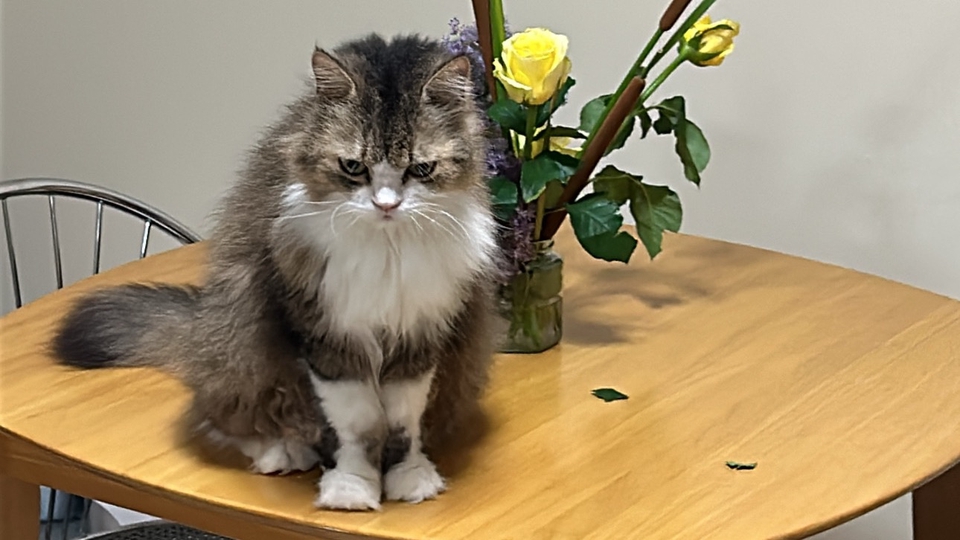 รับดูแลแมวตามบ้าน แมวน่ารัก บริการพี่เลี้ยงแมว ดูแลแมวที่บ้าน