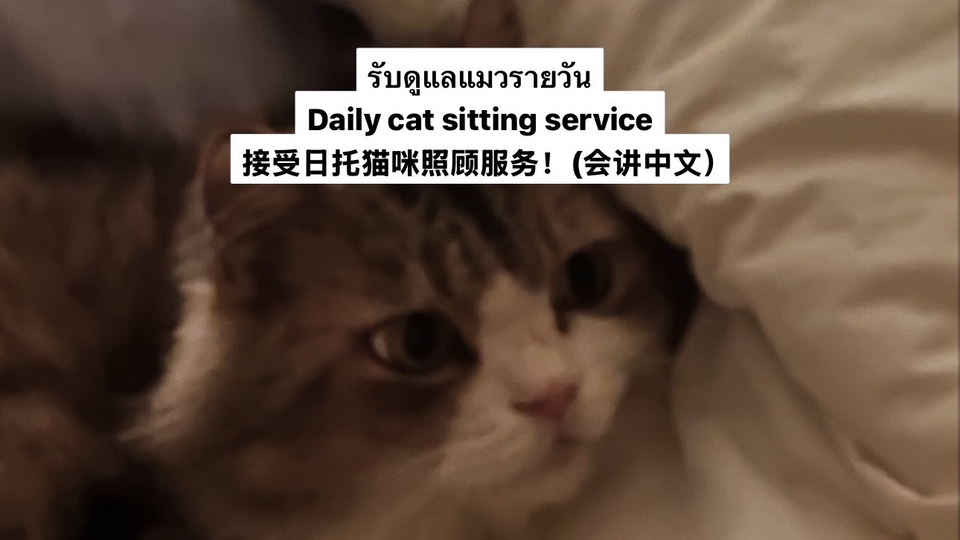 รับดูแลแมวตามบ้าน บริการพี่เลี้ยงแมว