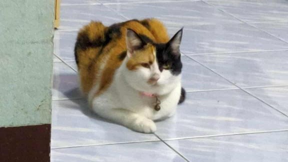 ในภาพคือแมวอ้วน ชื่อมาเมะ