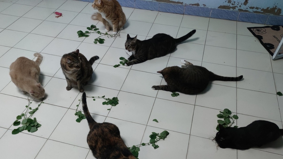 บริการโดยผู้ประสบการ์ณเลี้ยงแมว 11ตัว 😆😆😆