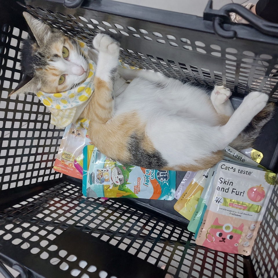 รับอาบน้ำตัดขนสัตว์เลี้ยงเคลื่อนที่ บริการถึงบ้าน