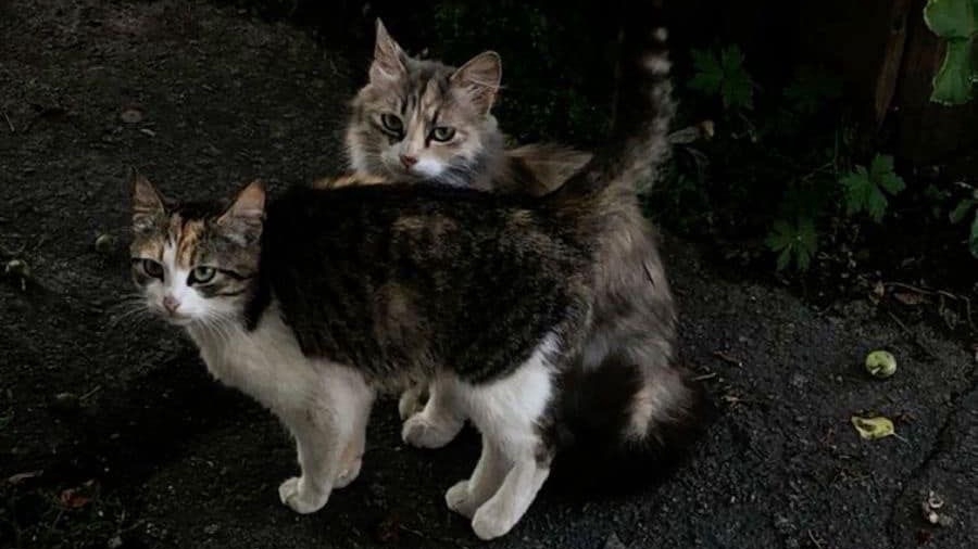 รับงานออนไลน์ทั่วไป