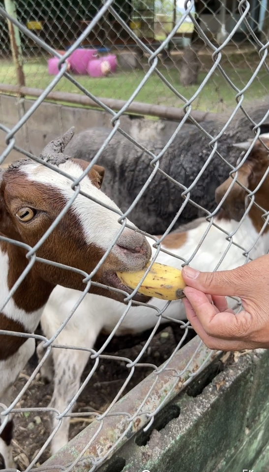 รับจ้างทำบุญ - รับจ้างทำบุญด้วยการเเจกอาหารน้องๆที่สวนสัตว์ - 6