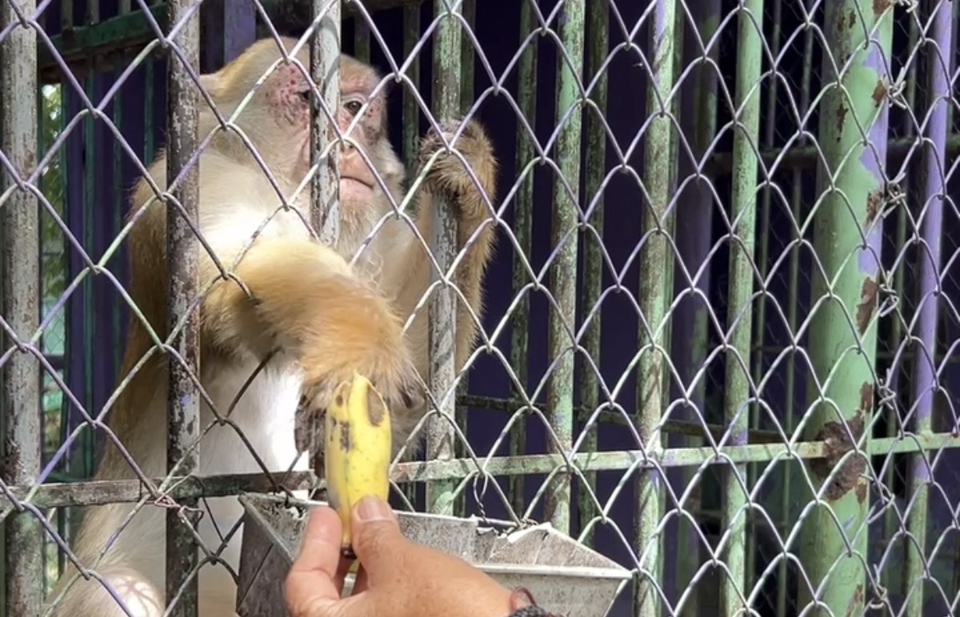 รับจ้างทำบุญ - รับจ้างทำบุญด้วยการเเจกอาหารน้องๆที่สวนสัตว์ - 4