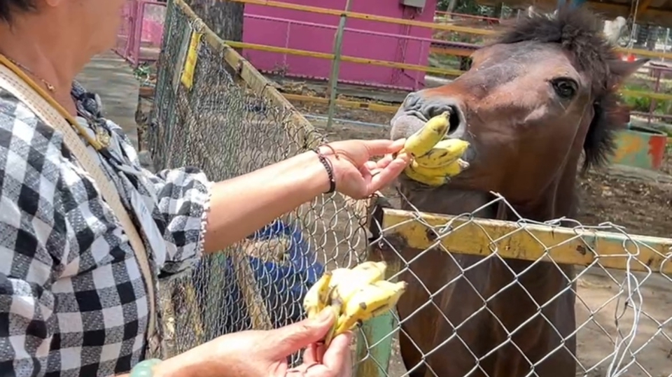 รับจ้างทำบุญด้วยการให้อาหารสัตว์ที่สวนสัตว์