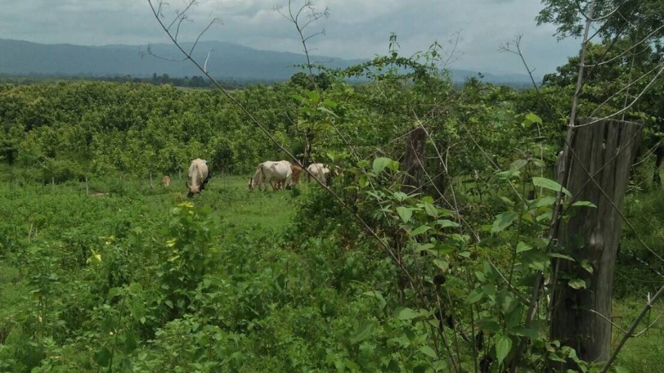 ขายที่ดิน อำเภอนครไทย จังหวัดพิษณุโลก 40 ไร่ มีโฉนด 18 ไร่ อีก 22 ไร่รอคิวออกโฉนดได้เลย ค่านายหน้า5%