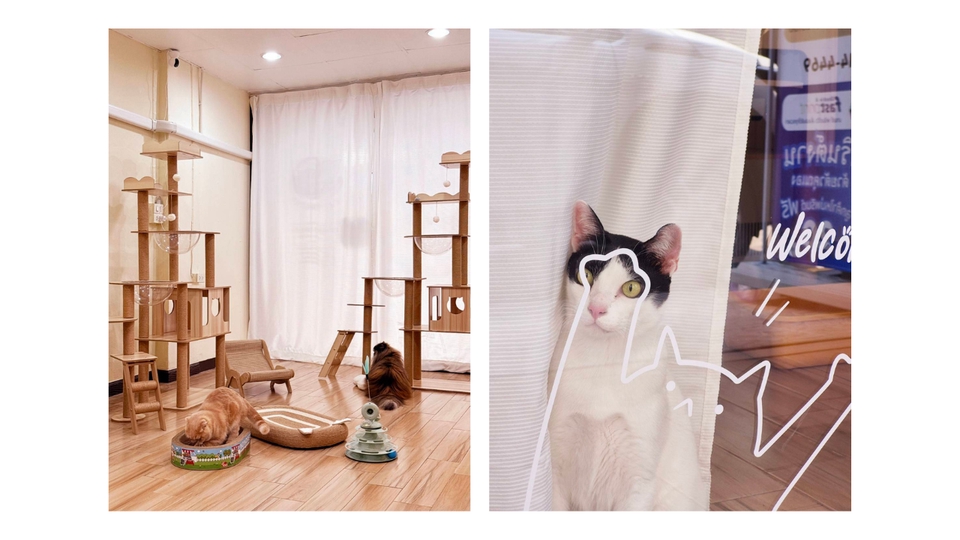 รับจ้างเลี้ยงสัตว์ - รับฝากแมวห้อง Suite - 9