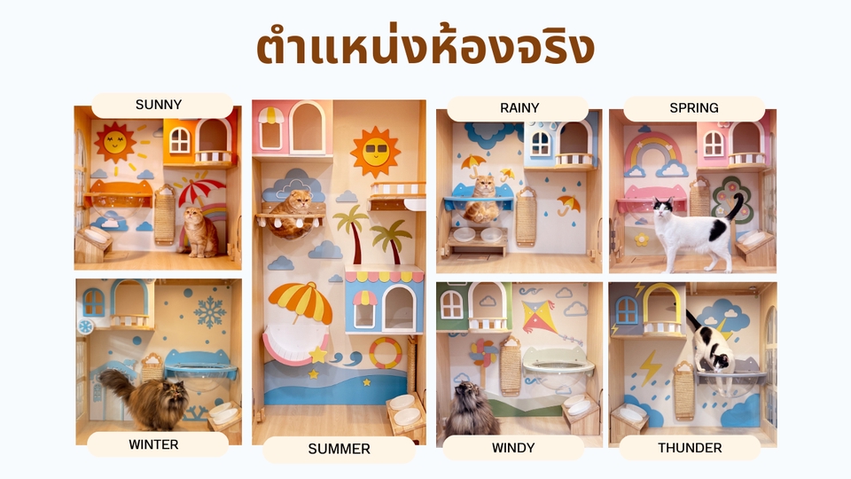 รับจ้างเลี้ยงสัตว์ - รับฝากแมวห้อง Suite - 6