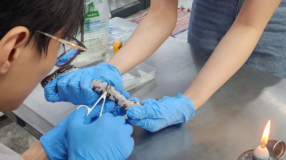 อื่นๆ - บริการตรวจยีนงูสวยงาม เช่น งูบอลไพธอน, งูคอร์นสเนค เป็นต้น - 3