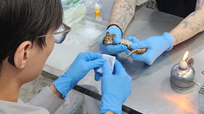 อื่นๆ - บริการตรวจยีนงูสวยงาม เช่น งูบอลไพธอน, งูคอร์นสเนค เป็นต้น - 4