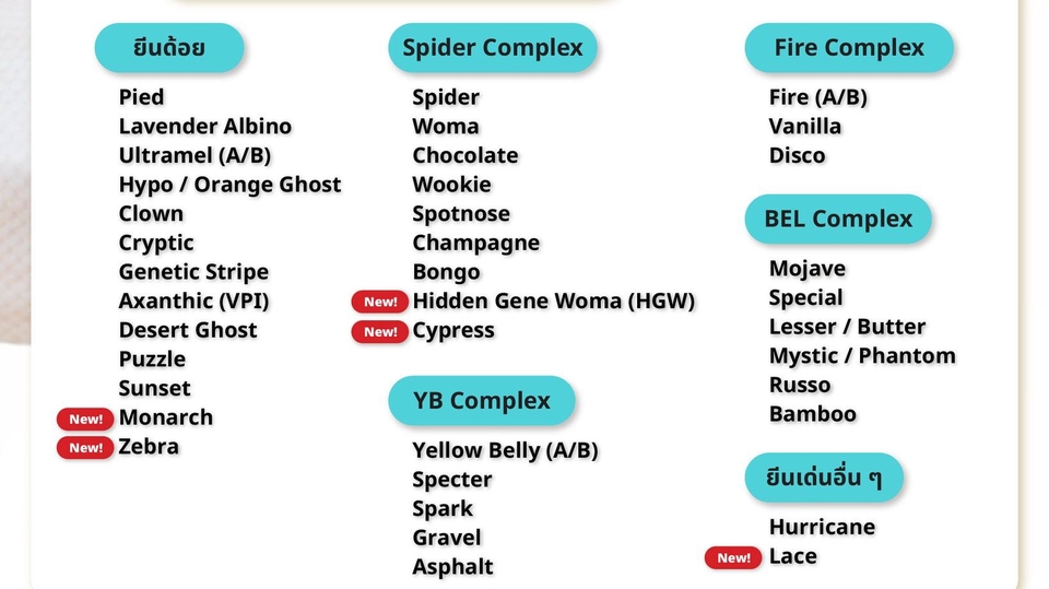 อื่นๆ - บริการตรวจยีนงูสวยงาม เช่น งูบอลไพธอน, งูคอร์นสเนค เป็นต้น - 2
