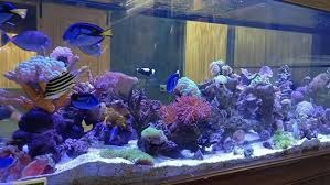 รับดูแลสัตว์เลี้ยงตามบ้าน บริการพี่เลี้ยงสัตว์เลี้ยง ดูแลสัตว์น้ำสวยงาม