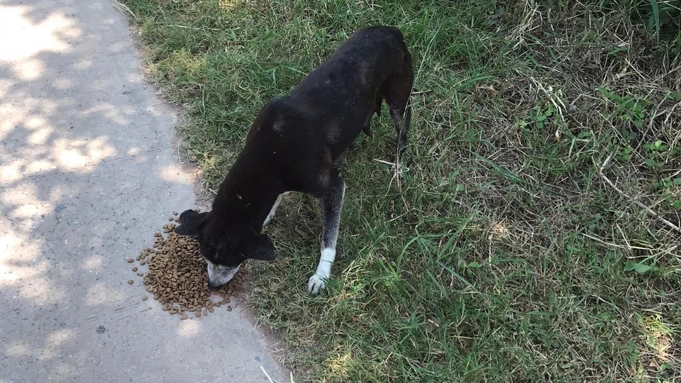 รับจ้างให้อาหารหมาจรจัด ซอยที่แนนอยู่มีหมาจรจัด ประมาณ100กว่าตัว ใครไม่สะดวกไปทำบุญให้แนนไปทำแทนได้