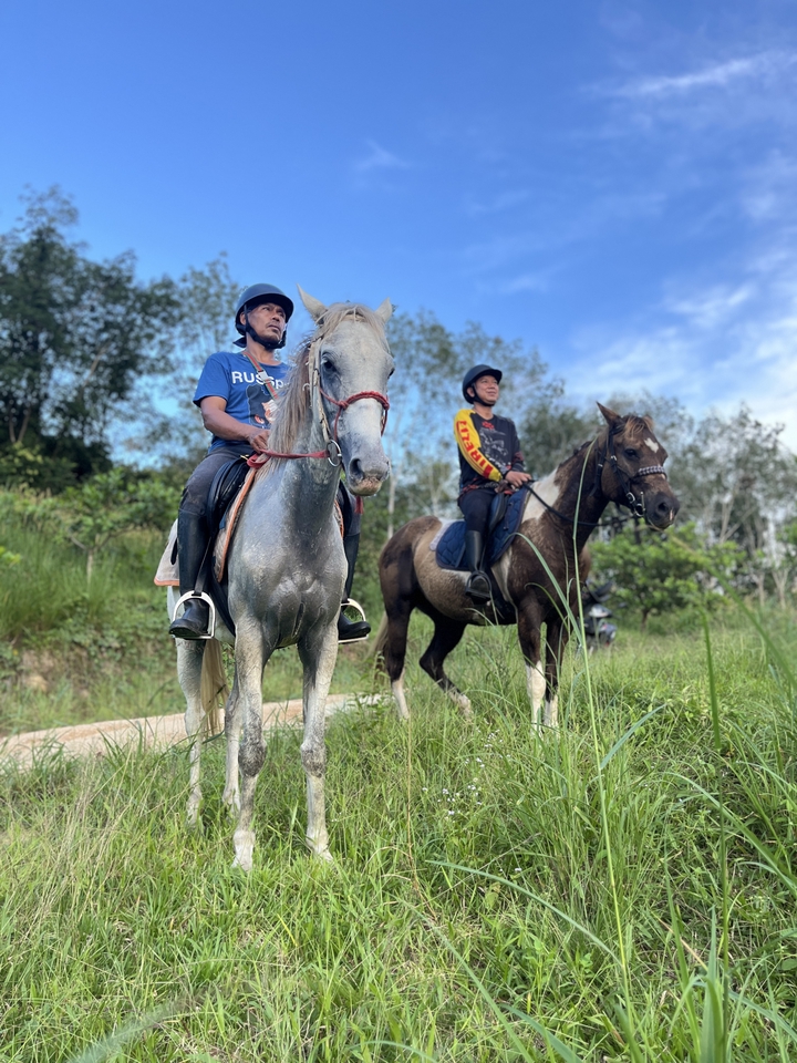 อื่นๆ - เช่า ม้าถ่ายงาน ม้างานบวช - 5