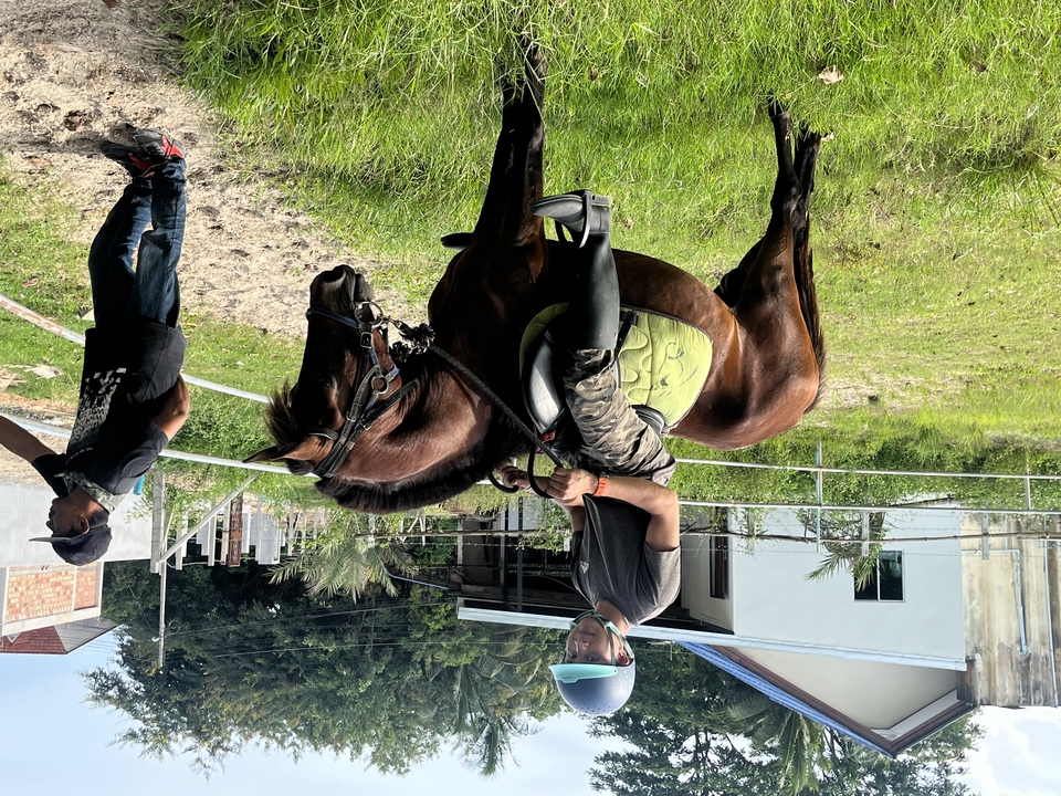 อื่นๆ - เช่า ม้าถ่ายงาน ม้างานบวช - 20