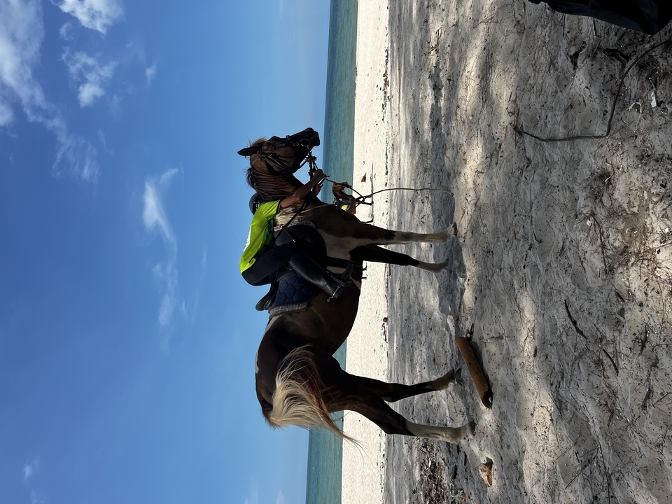 อื่นๆ - เช่า ม้าถ่ายงาน ม้างานบวช - 13