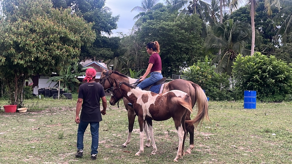 อื่นๆ - เช่า ม้าถ่ายงาน ม้างานบวช - 12