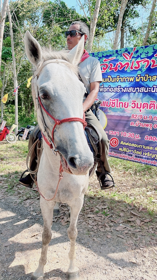 อื่นๆ - เช่า ม้าถ่ายงาน ม้างานบวช - 16