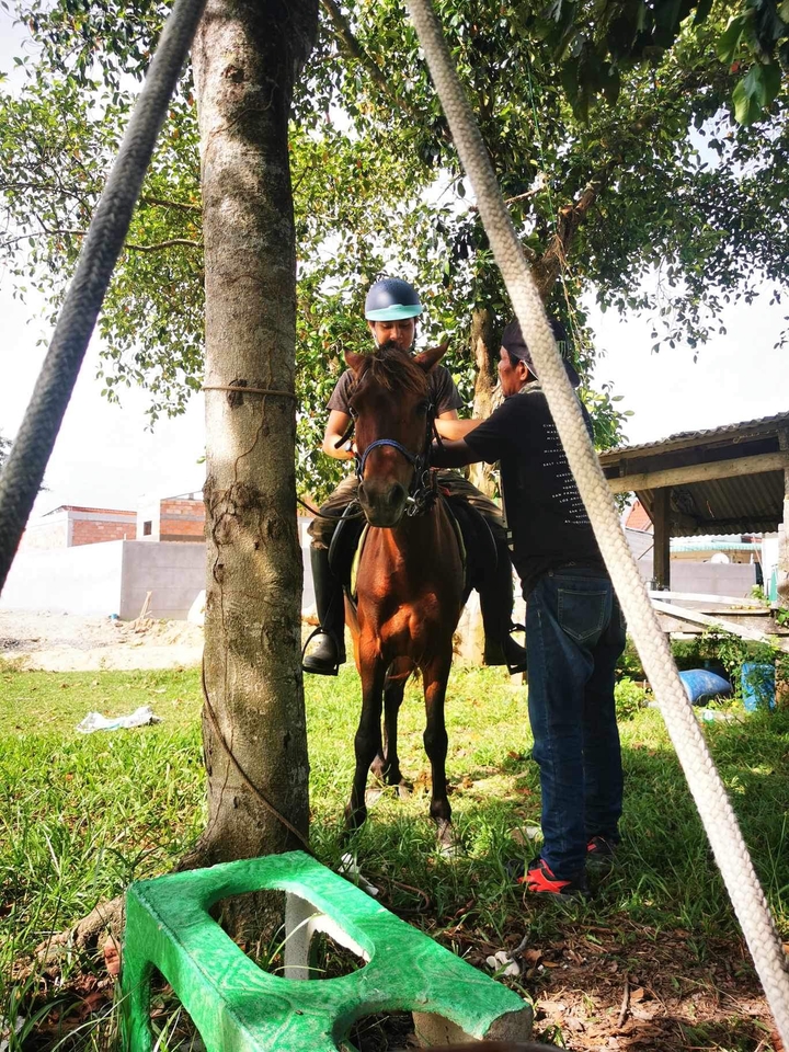 อื่นๆ - เช่า ม้าถ่ายงาน ม้างานบวช - 19