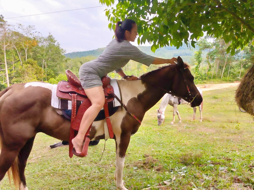 อื่นๆ - เช่า ม้าถ่ายงาน ม้างานบวช - 10