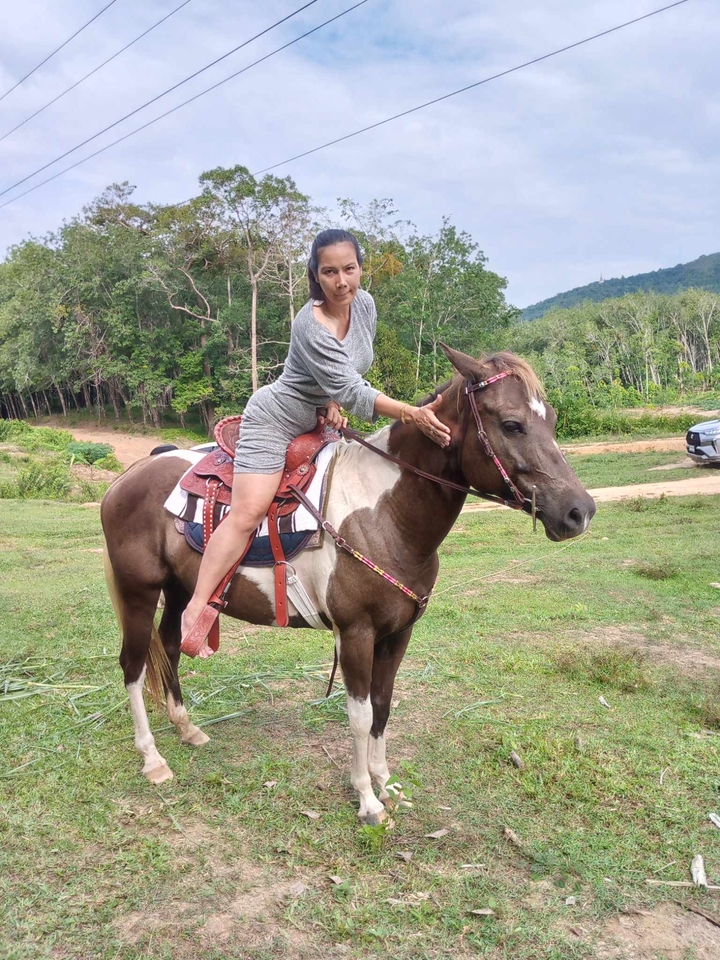 อื่นๆ - เช่า ม้าถ่ายงาน ม้างานบวช - 11