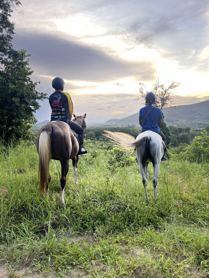 อื่นๆ - เช่า ม้าถ่ายงาน ม้างานบวช - 7