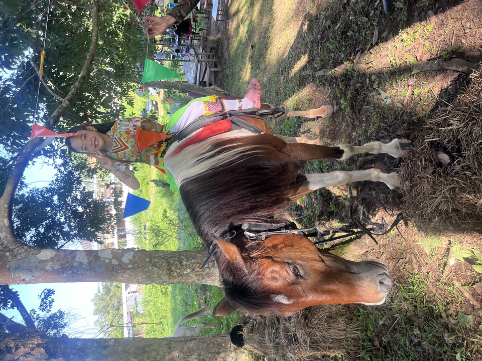 อื่นๆ - เช่า ม้าถ่ายงาน ม้างานบวช - 9