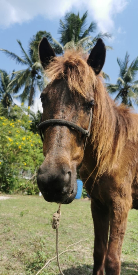 อื่นๆ - เช่า ม้าถ่ายงาน ม้างานบวช - 4