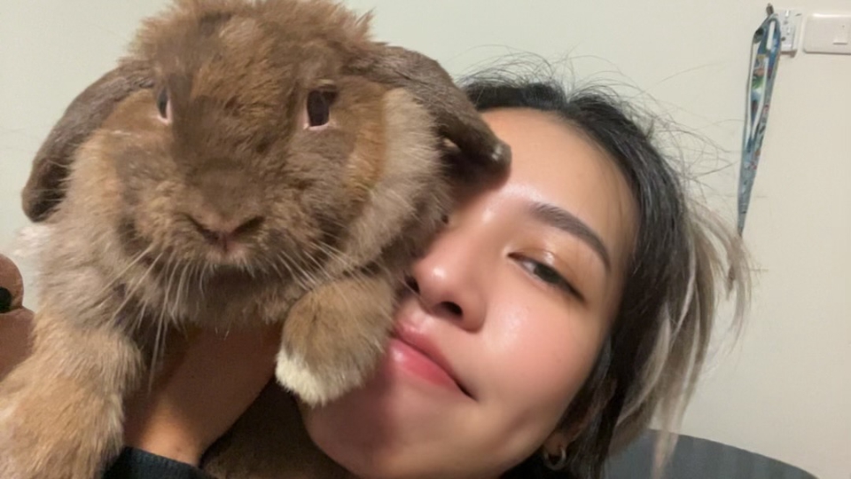 รับดูแลกระต่ายที่บ้าน บริการพี่เลี้ยงสัตว์เลี้ยงน่ารัก