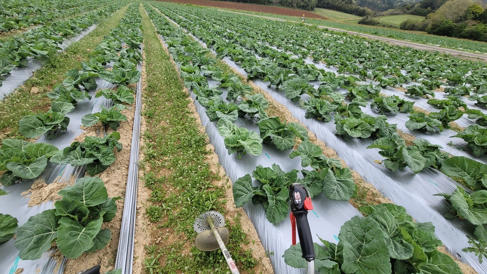 รับจ้างตัดหญ้าและแต่งสวน บริการตัดหญ้าราคาประหยัด