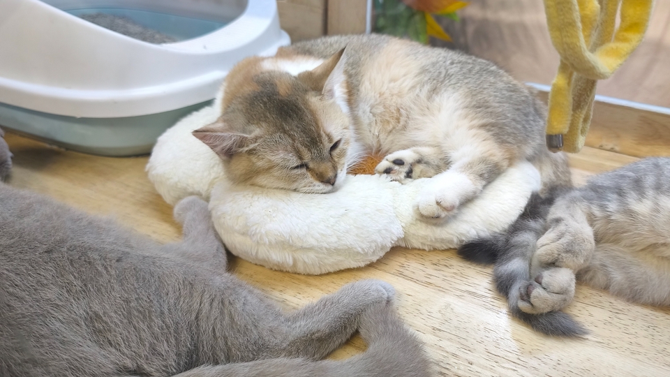 ใครหาคนคุยเล่น จ้างได้เลยครับ หาค่าเปียกเหมียว