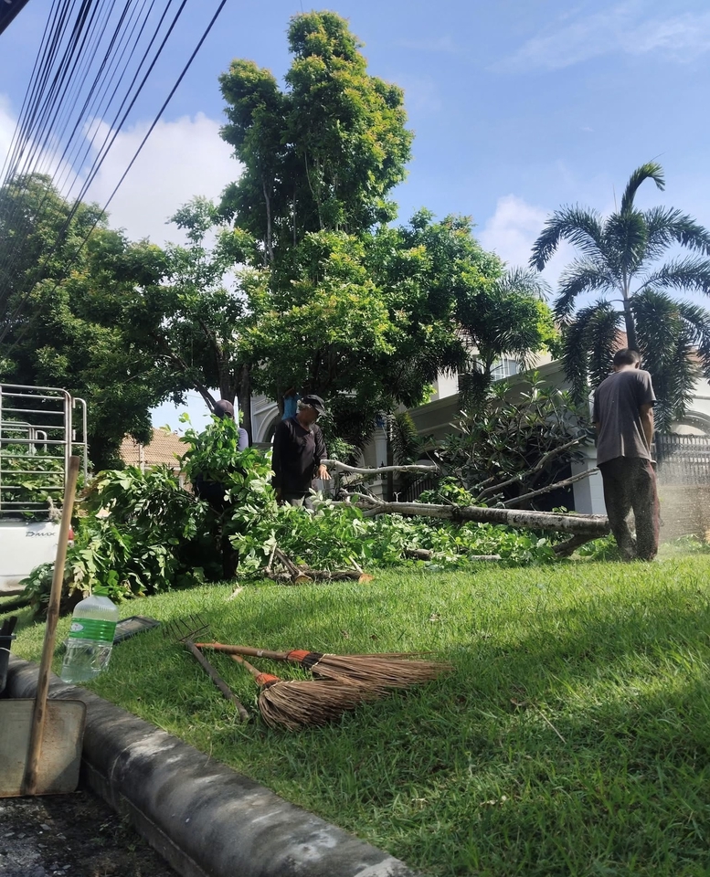 รับจ้างตัดต้นไม้ บริการตัดต้นไม้ พร้อมขนทิ้ง ราคา บริเวณบ้านหลังตัดแต่งกิ่งไม้ มีคนงานกำลังเก็บกวาดกิ่งไม้ที่ถูกตัดลงมา มีทั้งไม้กวาดและรถกระบะพร้อมให้บริการ ตัดแต่งกิ่งไม้สวยงาม หาคนรับจ้างตัดหญ้า ตัดต้นไม้.