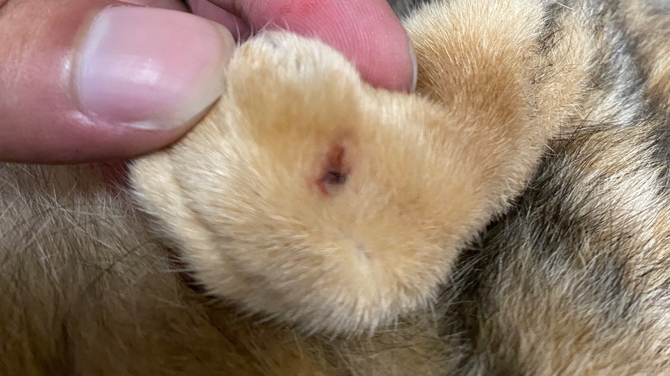 แมวที่ดูแลเป็นแผลที่หู
ทำแผลเช็ดด้วยน้ำเกลือให้สะอาด
แล้วทาเบ็นตาดีน