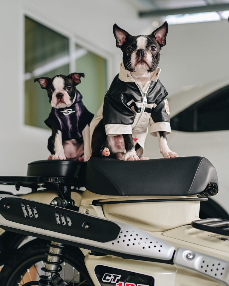 เน็ตไอดอลและบล็อกเกอร์รีวิว - รับรีวิวและถ่ายภาพสินค้าเกี่ยวกับสุนัข โดยมีน้องหมาเป็นแบบ - 10