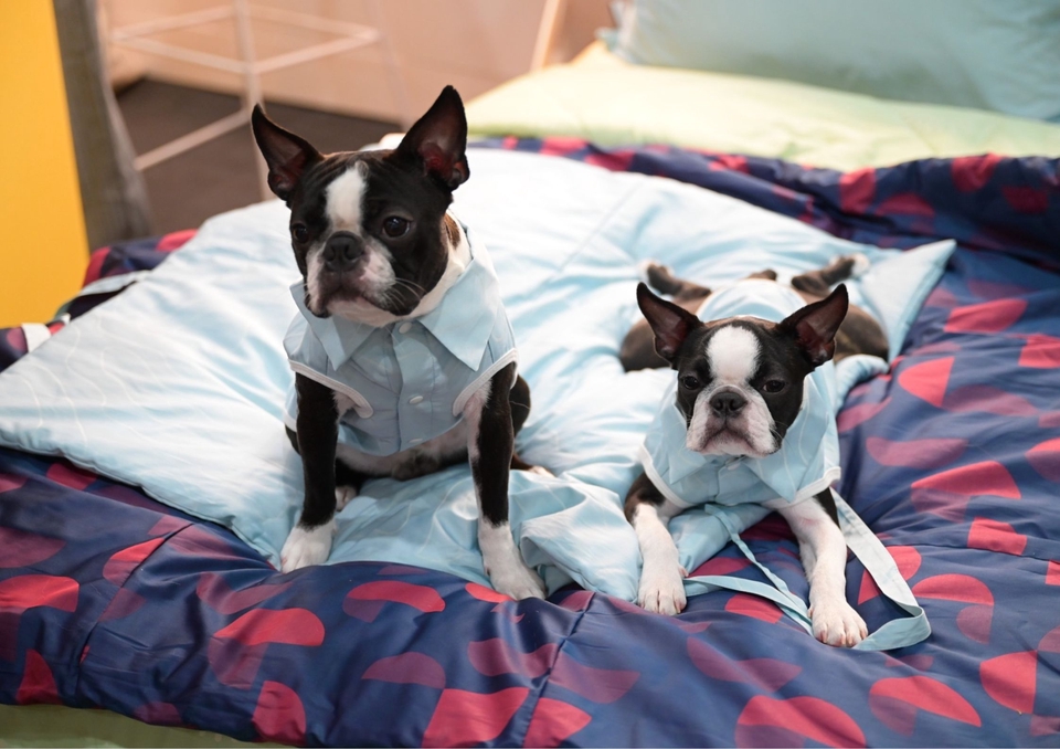 เน็ตไอดอลและบล็อกเกอร์รีวิว - รับรีวิวและถ่ายภาพสินค้าเกี่ยวกับสุนัข โดยมีน้องหมาเป็นแบบ - 17