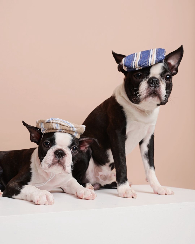 เน็ตไอดอลและบล็อกเกอร์รีวิว - รับรีวิวและถ่ายภาพสินค้าเกี่ยวกับสุนัข โดยมีน้องหมาเป็นแบบ - 11