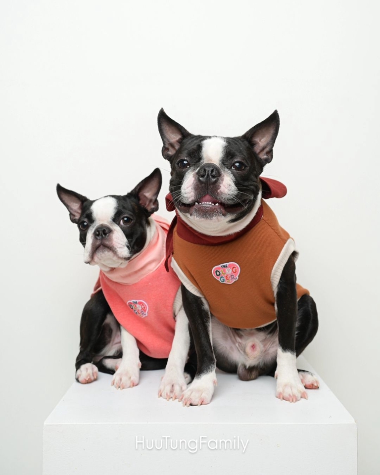 เน็ตไอดอลและบล็อกเกอร์รีวิว - รับรีวิวและถ่ายภาพสินค้าเกี่ยวกับสุนัข โดยมีน้องหมาเป็นแบบ - 9