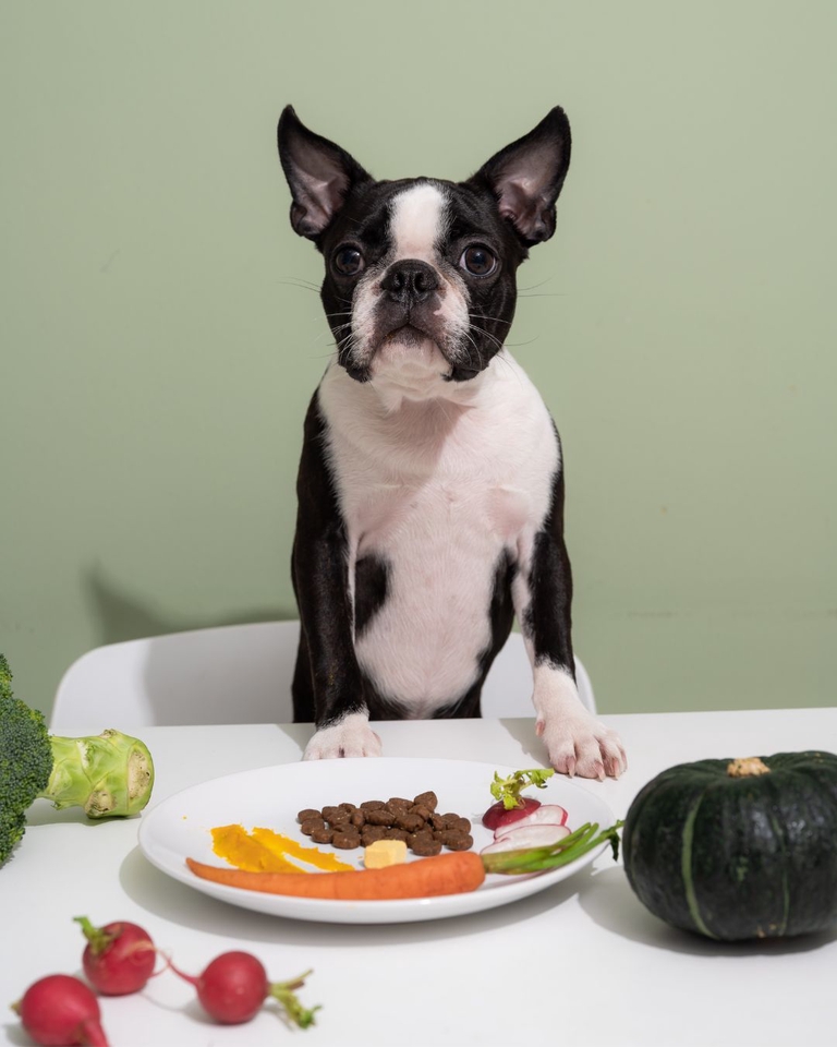 เน็ตไอดอลและบล็อกเกอร์รีวิว - รับรีวิวและถ่ายภาพสินค้าเกี่ยวกับสุนัข โดยมีน้องหมาเป็นแบบ - 6