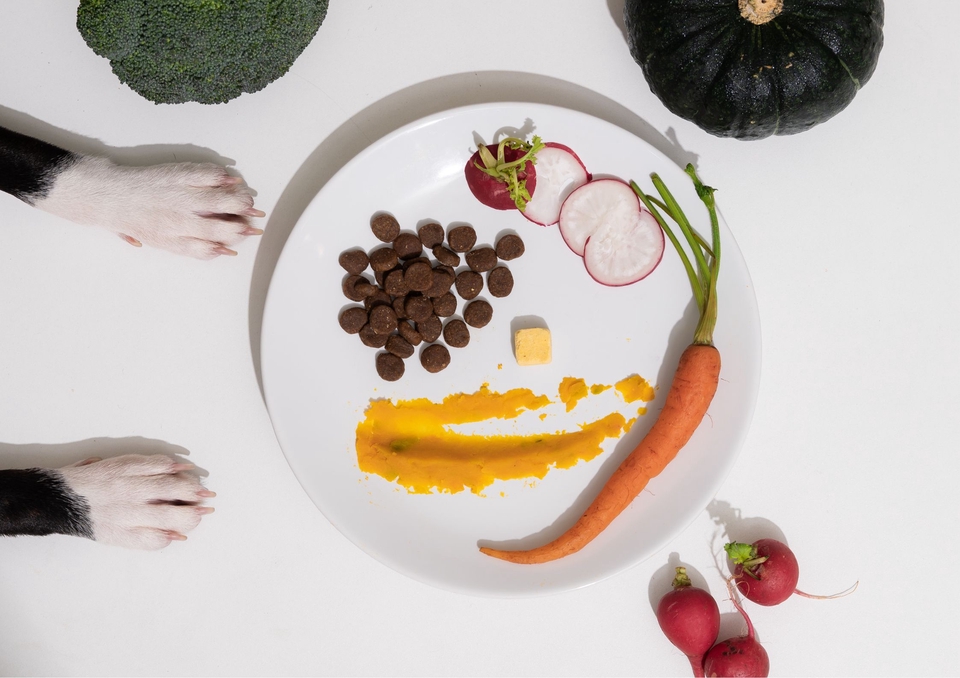 เน็ตไอดอลและบล็อกเกอร์รีวิว - รับรีวิวและถ่ายภาพสินค้าเกี่ยวกับสุนัข โดยมีน้องหมาเป็นแบบ - 14