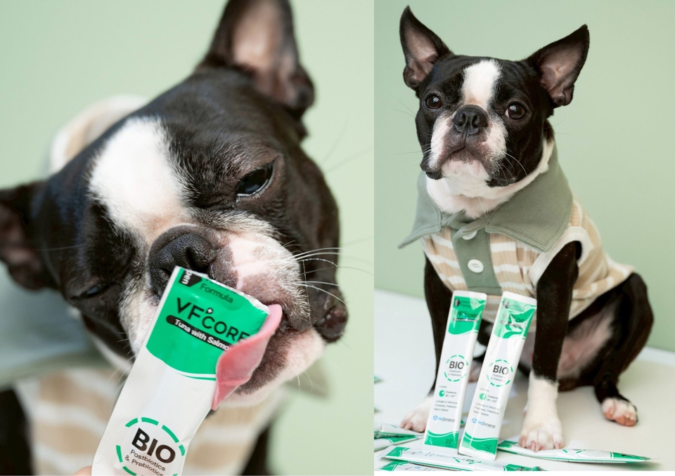 เน็ตไอดอลและบล็อกเกอร์รีวิว - รับรีวิวและถ่ายภาพสินค้าเกี่ยวกับสุนัข โดยมีน้องหมาเป็นแบบ - 16