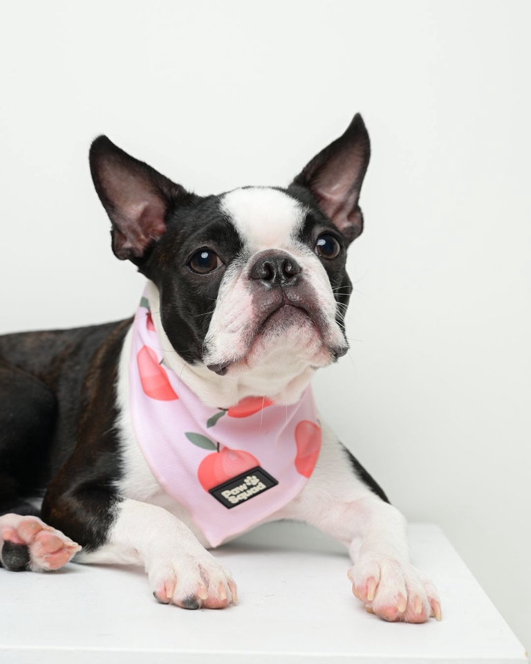 เน็ตไอดอลและบล็อกเกอร์รีวิว - รับรีวิวและถ่ายภาพสินค้าเกี่ยวกับสุนัข โดยมีน้องหมาเป็นแบบ - 5