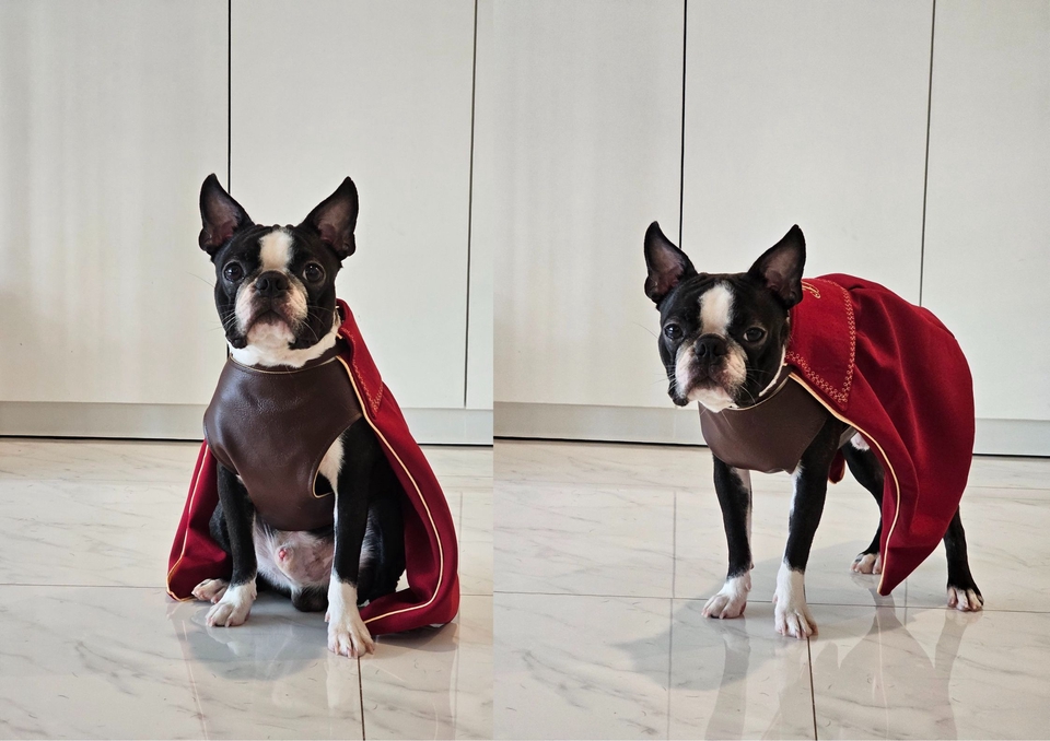 เน็ตไอดอลและบล็อกเกอร์รีวิว - รับรีวิวและถ่ายภาพสินค้าเกี่ยวกับสุนัข โดยมีน้องหมาเป็นแบบ - 19