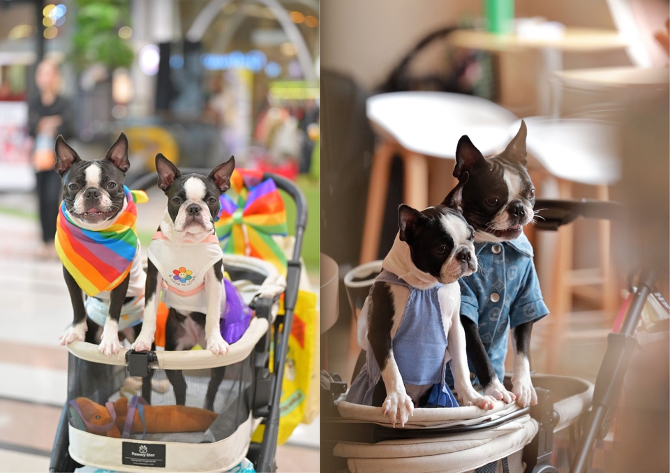 เน็ตไอดอลและบล็อกเกอร์รีวิว - รับรีวิวและถ่ายภาพสินค้าเกี่ยวกับสุนัข โดยมีน้องหมาเป็นแบบ - 12