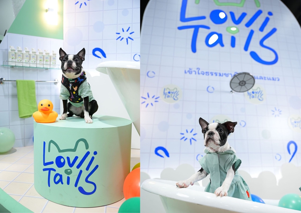 เน็ตไอดอลและบล็อกเกอร์รีวิว - รับรีวิวและถ่ายภาพสินค้าเกี่ยวกับสุนัข โดยมีน้องหมาเป็นแบบ - 18