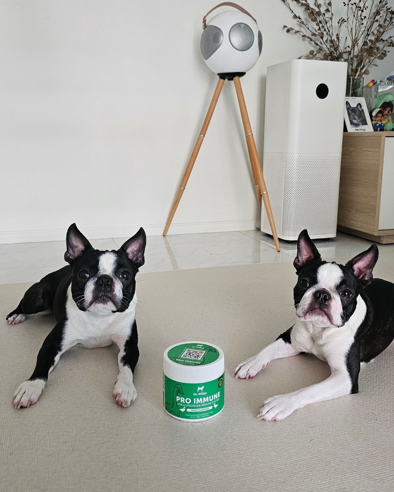 เน็ตไอดอลและบล็อกเกอร์รีวิว - รับรีวิวและถ่ายภาพสินค้าเกี่ยวกับสุนัข โดยมีน้องหมาเป็นแบบ - 8