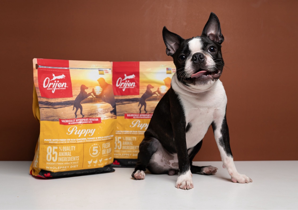 เน็ตไอดอลและบล็อกเกอร์รีวิว - รับรีวิวและถ่ายภาพสินค้าเกี่ยวกับสุนัข โดยมีน้องหมาเป็นแบบ - 13