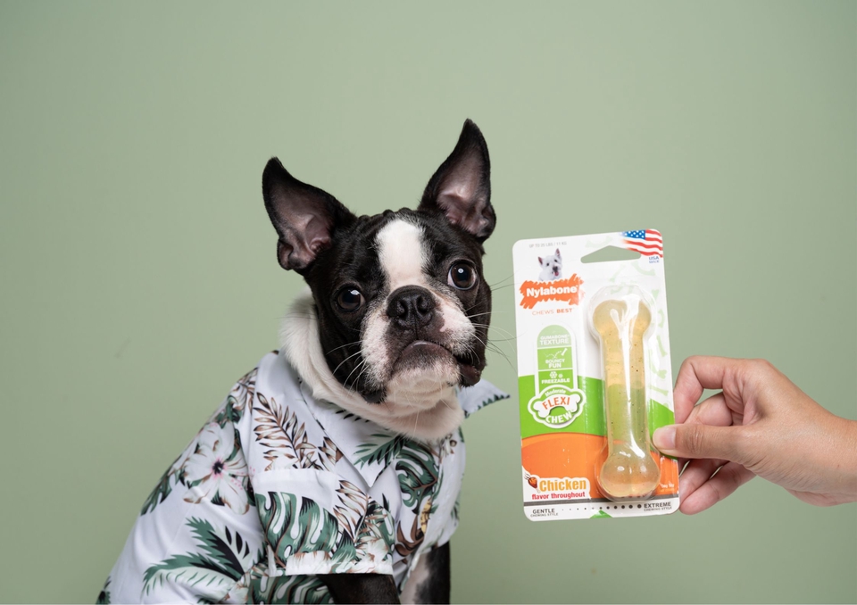 เน็ตไอดอลและบล็อกเกอร์รีวิว - รับรีวิวและถ่ายภาพสินค้าเกี่ยวกับสุนัข โดยมีน้องหมาเป็นแบบ - 15