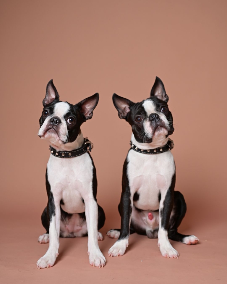 เน็ตไอดอลและบล็อกเกอร์รีวิว - รับรีวิวและถ่ายภาพสินค้าเกี่ยวกับสุนัข โดยมีน้องหมาเป็นแบบ - 4