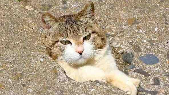 หางานครับ