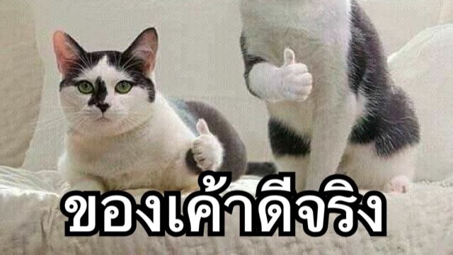 สนใจทักมาดูโปรไฟล์กันได้ เป็นมิตร ไม่เครียด พลังบวกหรือไม่ ต้องลองมาด้วยกันนะคะ